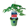 Tomatplanter mix i 11 cm potte
